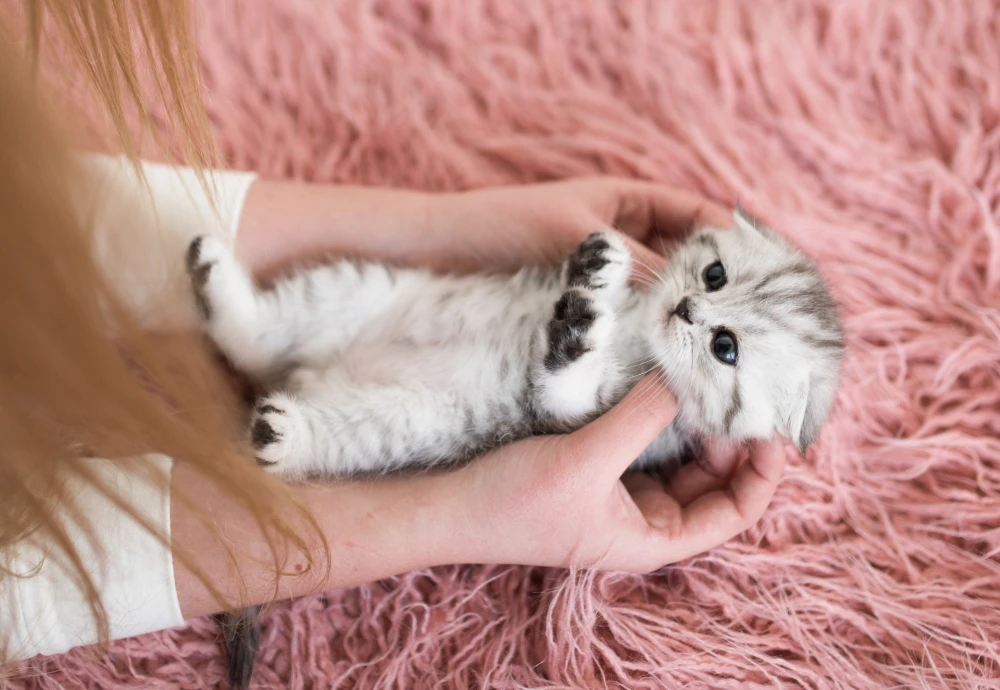 cameras to watch pets