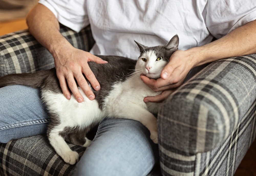 interactive pet camera for cats